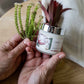 Fynbos mini candle - packaging